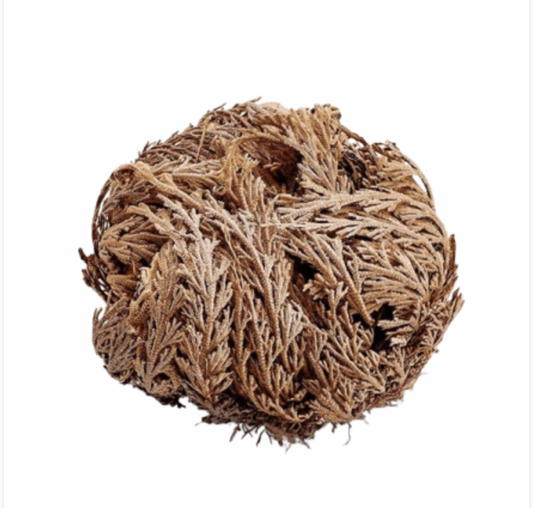 Rosa de Jericó grande 🌿✨ – renovación, protección y nuevos comienzos